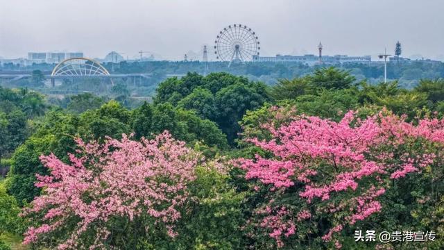 速收藏！贵港十二月赏花地图出炉，这些绝美机位拍出氛围感大片