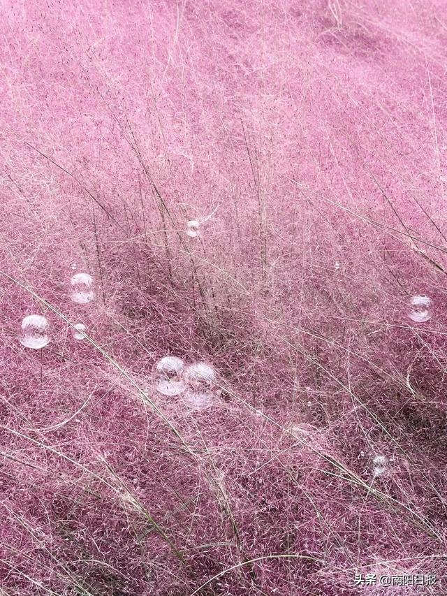 南阳秋色进行时：99%游客错过的6处绝美机位全公开