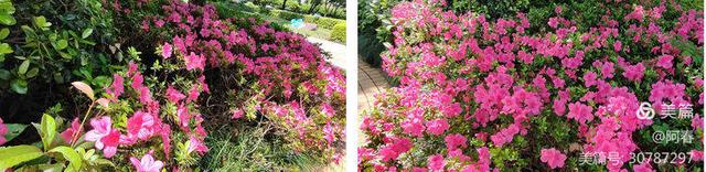 看杭州之 塔山公园