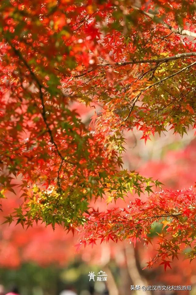 大降温后，青山最美冬景即将上线！