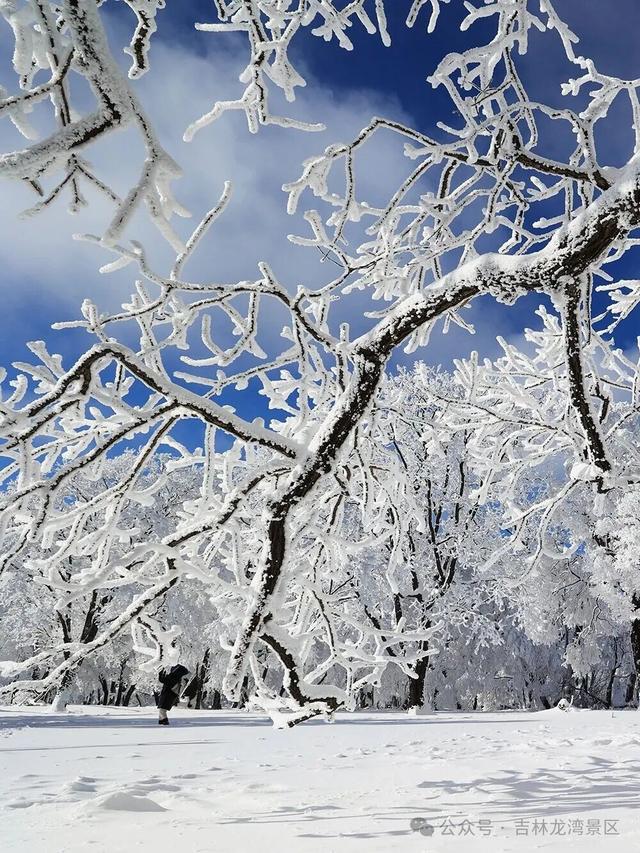告别金秋，邂逅龙湾初冬！赏雪、观雾凇攻略，这两处景区别错过~