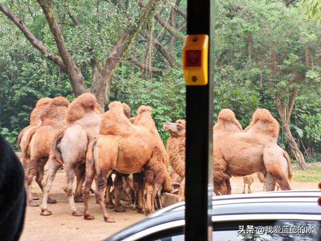 参观广州长隆野生动物园，全程感觉眼累手累腿不累