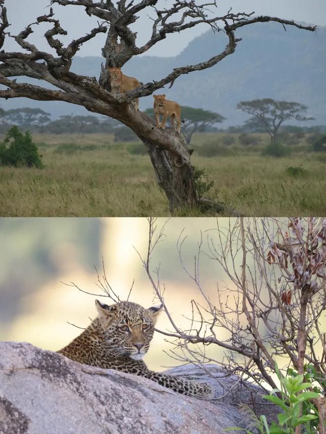 非洲坦桑尼亚8天7晚野奢之旅,乘越野车Safari,看动物大迁徙!
