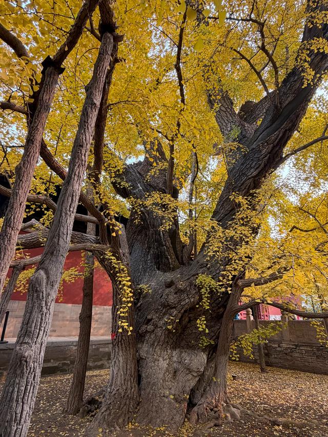 甘撒金缕苒秋寰