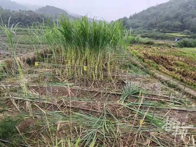 爆火全国的“偷甘蔗”，又是浙江人想出来的！橙柿专访“第一发明人”