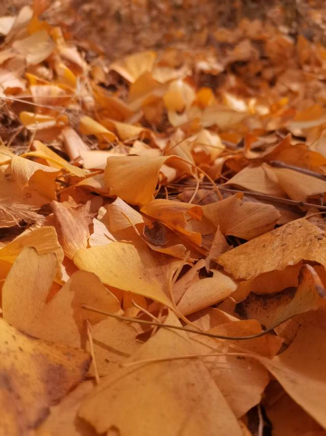 唐河县郭滩镇：银杏进入最佳观赏期 八方游客打卡金色秘境