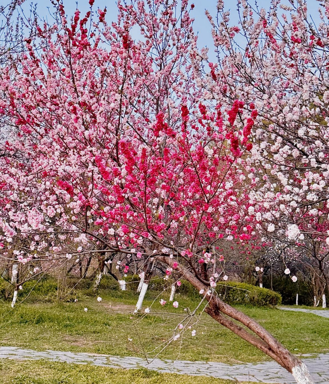 夹在南京苏州之间，这座不太有存在感的江南小城，我为它留住3天