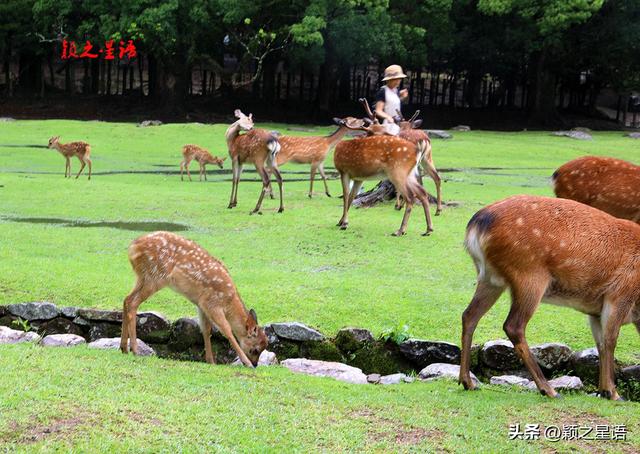 奈良公园，懂得感恩的鹿，闻名天下