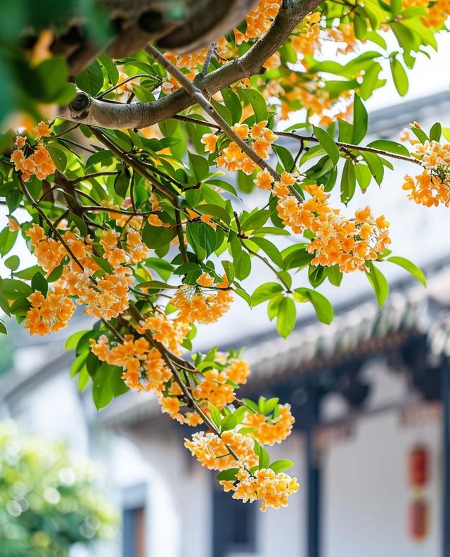虽然微风渐凉，可这五彩缤纷的颜色，怎能叫人不爱呢？