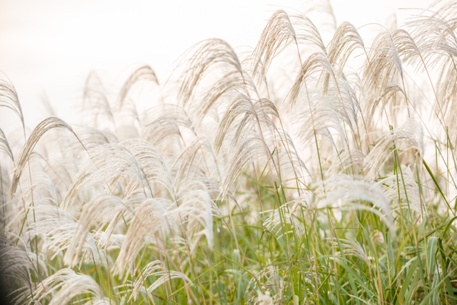 听说东营竟然“下雪”了？？？