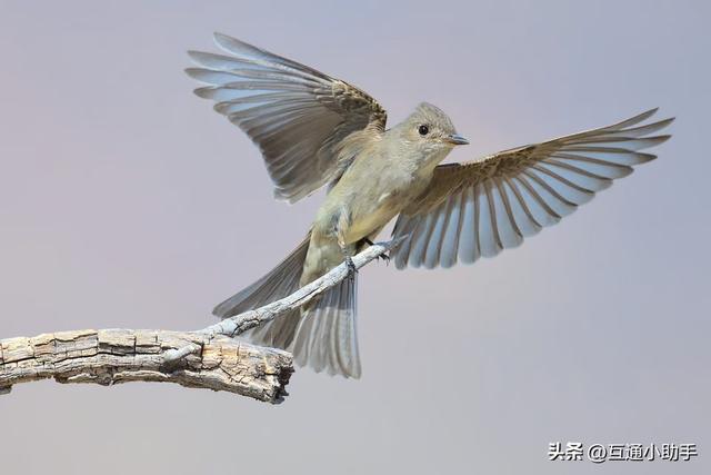尼康500mm f/5.6E PF镜头评测：轻量化设计与卓越的超远摄镜头