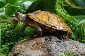 养龟的“三八”定律，你听过吗？我反正今天才听说图片