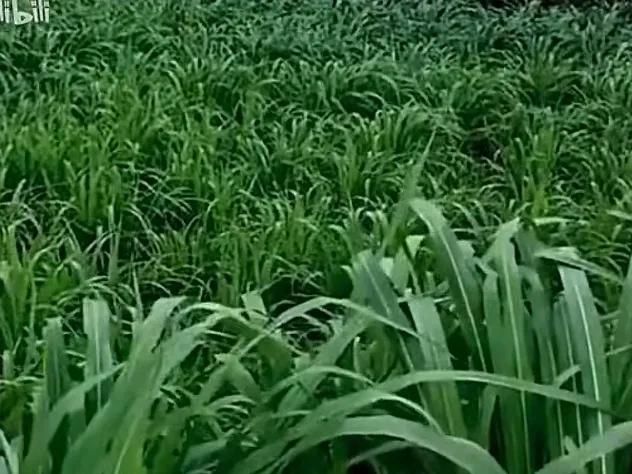高达7米,亩产可达30吨,种植一次可收割15年,你见过这种草吗?