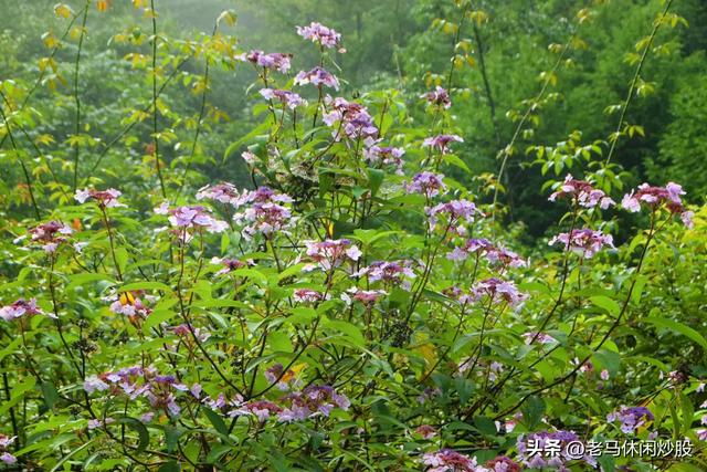 茨竹沟——鸡冠山深处的清凉秘境