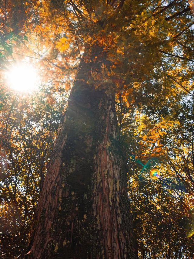 秋天武夷山给你一点颜色瞧瞧