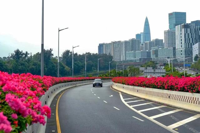 惊艳！南山60公里“空中花廊”来了~