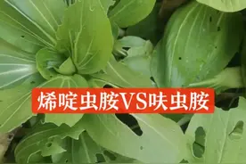 烯啶虫胺和呋虫胺有何区别？使用时如何选择？一文讲清楚！图片