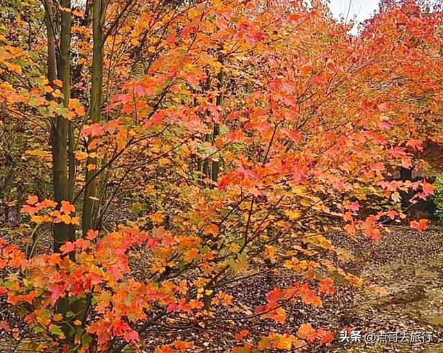 成都这4个彩林会爆火，既壮观又唯美，全部免费，地铁公交直达！