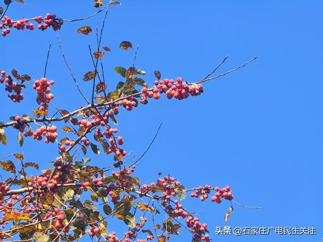 冬日上新！石家庄市公园里海棠果 “染红枝头”，果香伴冬景超治愈