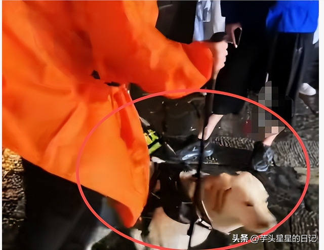 带导盲犬爬山后续：女主渴望被理解，坦言自己没错，澄清不是夫妻