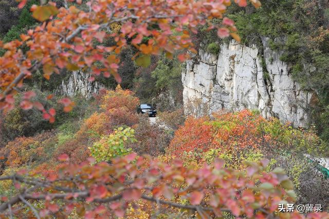石家庄井陉：松树岭赏秋观红叶，漫山红遍层林尽染