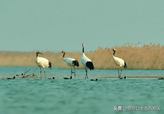 【黄河口生态旅游区】黄河口最美观鸟季已上线,赏鸟正当时!快来邂逅候鸟之约吧!