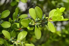 “家有黄杨，人财两旺”，家里养一盆，镇宅辟邪超旺财，千金不换图片