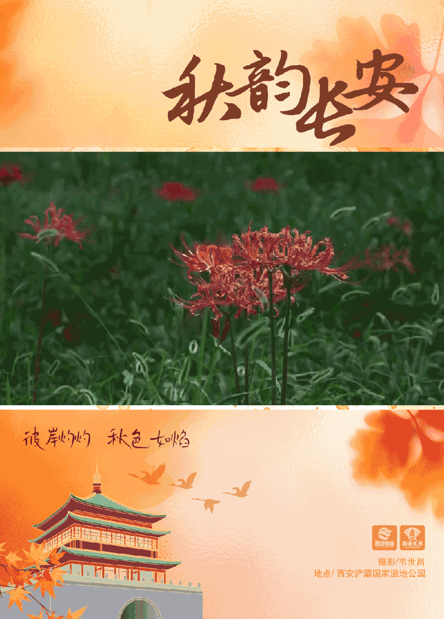 西安这抹秋日限定绯红，美到窒息！