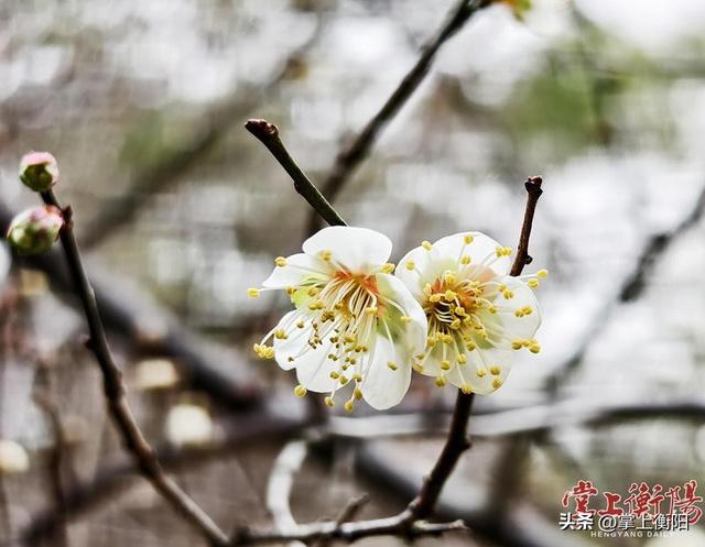 西湖公园红梅白梅竞相绽放