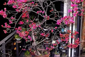 7种花要“穷养”，小盆养，少浇水，才精神！图片
