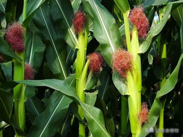 玉米须用陈醋泡7天，试了3天很管用，老祖宗的土方法	，太实用了