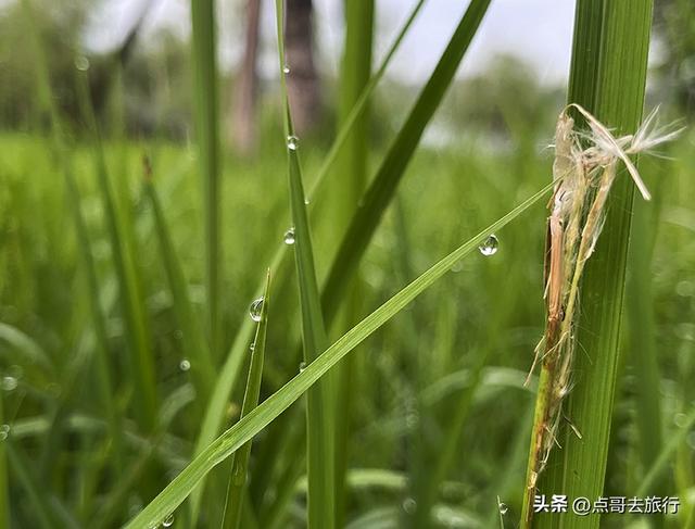 成都最近的原野公园，超级惊艳，一个湖风景就是王者，公交直达！