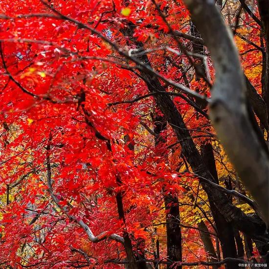 一眼被沦陷的秦皇岛枫林大道