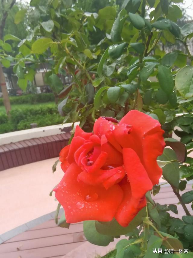 按自己喜欢的节奏做喜欢的事