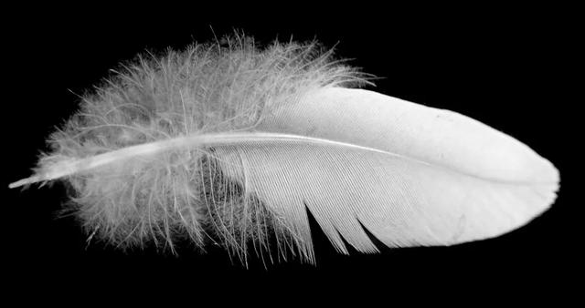 突变？切尔诺贝利发现蓝色的狗！是被核辐射变异了吗？