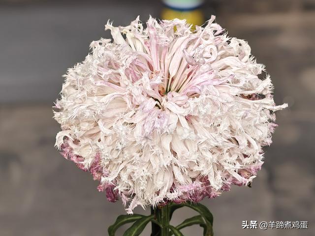 秋风独宠一园菊，晚来香艳出樊篱——北京北海公园2025年菊花展