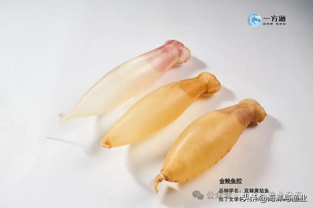 湛江花胶多少钱一斤 湛江花胶产地在哪