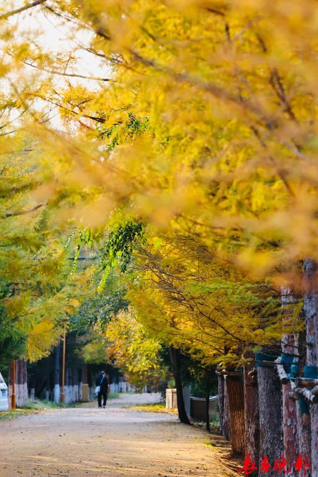 长春这里藏了条“黄金大道”！错过再等一年