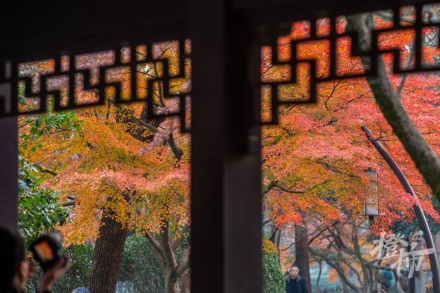 杭州最近美“枫”了，红枫和鸡爪槭还“傻傻分不清楚”？