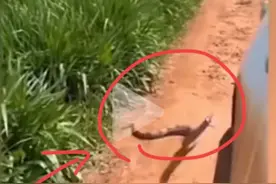 拦路蛇的出现是不是真的有预兆？网友纷纷说出自己的经历图片