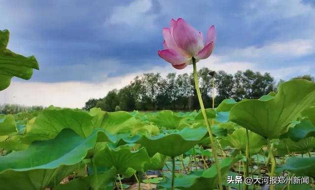 郑州中牟雁鸣湖以“生态+”绘就“城湖共荣”新名片
