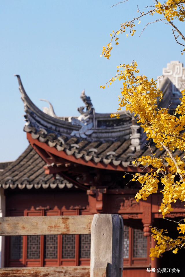 周末去打卡丨“杏”会！颜值高峰来了！