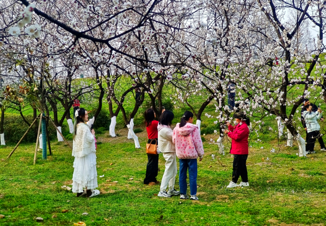 春日限定！阜阳这里的花开了，随手一拍都是壁纸