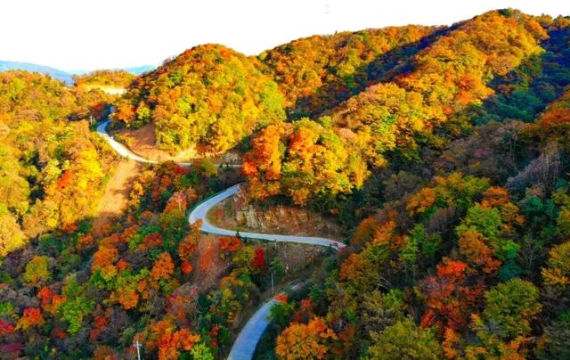 红叶漫山涧！来汉江源，邂逅一抹绝色秋光