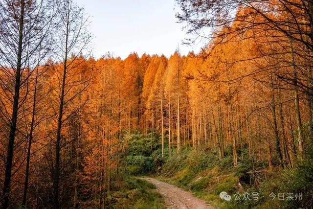 崇州彩林天花板🤩🤩🤩谁还没去过？