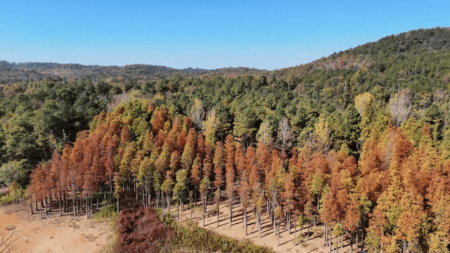 季节限定，丹徒这里“红”了！