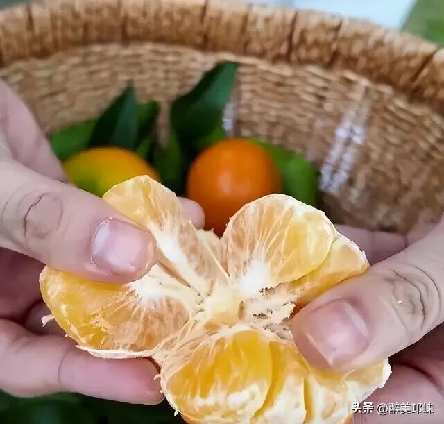 来邛崃桑园镇！赴一场“橙黄橘绿”的甜蜜邂逅