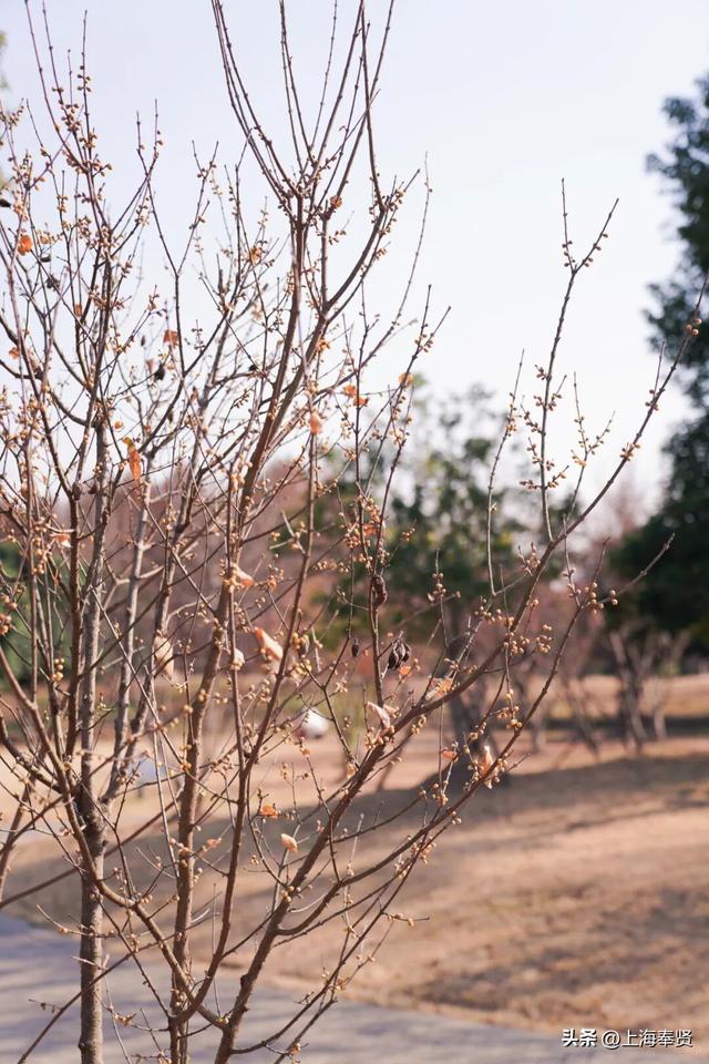 快看！奉城惊现罕见景致→