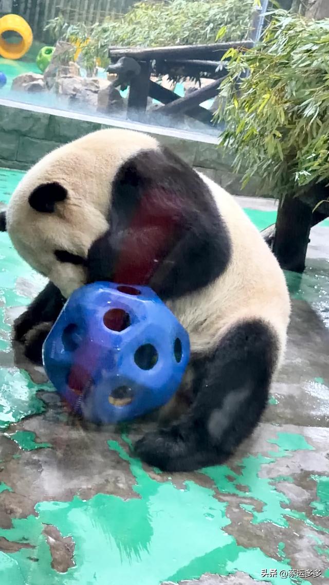 上海动物园的高颜值图鉴