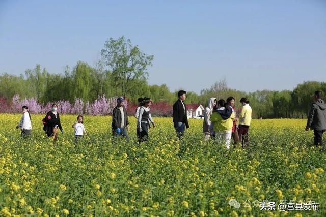 家门口的金色浪漫！莒县沭河公园油菜花火了